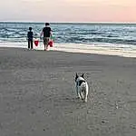 Water, Dog, Sky, Natural Environment, Beach, People On Beach, Carnivore, Cloud, Coastal And Oceanic Landforms, Dog breed, Horizon, Companion dog, Sand, Lake, Wind Wave, People In Nature, Fun, Shore