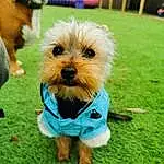 Dog, Dog Supply, Dog Clothes, Dog breed, Grass, Carnivore, Companion dog, Toy Dog, Snout, Terrier, Small Terrier, Furry friends, Conformation Show, Biewer Terrier, Maltepoo, Puppy, Poodle Crossbreed, Non-sporting Group, Obedience Training