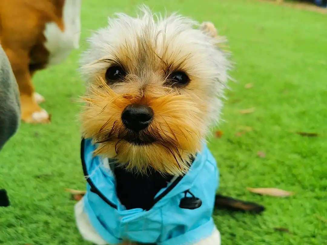 Dog, Dog Supply, Dog Clothes, Dog breed, Grass, Carnivore, Companion dog, Toy Dog, Snout, Terrier, Small Terrier, Furry friends, Conformation Show, Biewer Terrier, Maltepoo, Puppy, Poodle Crossbreed, Non-sporting Group, Obedience Training