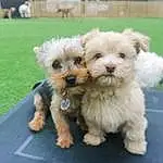 Dog, Dog breed, Carnivore, Plant, Companion dog, Toy Dog, Snout, Grass, Working Animal, Terrier, Small Terrier, Dog Supply, Canidae, Shih-poo, Poodle Crossbreed, Toy, Mal-shi, Puppy love, Furry friends
