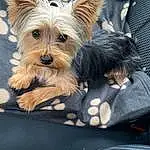 Dog, Carnivore, Dog breed, Companion dog, Toy Dog, Snout, Small Terrier, Terrier, Dog Supply, Working Animal, Canidae, Yorkipoo, Biewer Terrier, Water Dog, Puppy, Yorkshire Terrier, Plant