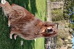 Golden Retriever Dog Jewel