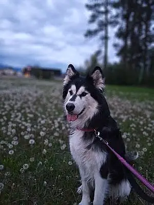 Alaskan Malamute Dog Zoey