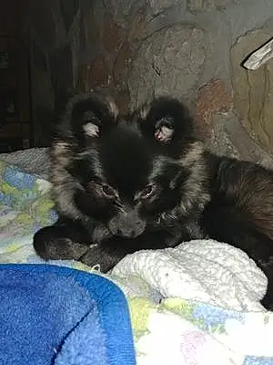 Name Pomeranian Dog Gage