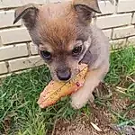 Dog, Carnivore, Dog breed, Fawn, Chihuahua, Grass, Companion dog, Toy Dog, Whiskers, Snout, Terrestrial Animal, Liver, Plant, Furry friends, Canidae, Soil, Corgi-chihuahua, Working Animal