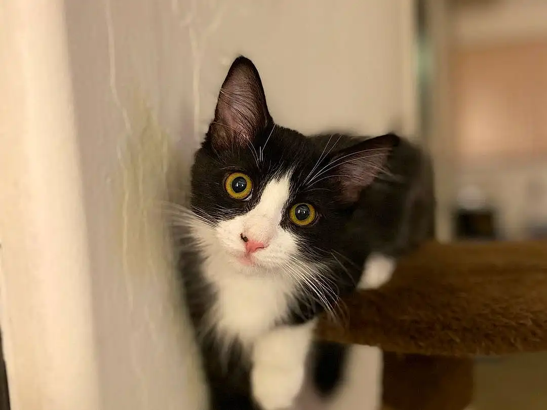 Cat, Small To Medium-sized Cats, Felidae, Whiskers, Carnivore, Kitten, Norwegian Forest Cat, Eyes, Domestic Short-haired Cat, Black-and-white, Polydactyl Cat, Black cats, Furry friends, European Shorthair