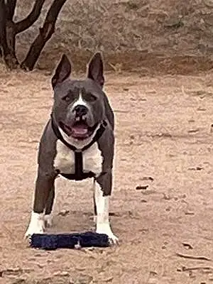 Name Pitt Bull Terrier Dog Blue