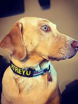Name Labrador Retriever Dog Atreyu