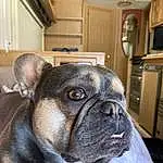 Dog, Dog breed, Bulldog, Carnivore, Whiskers, Companion dog, Ear, Fawn, Wrinkle, Toy Dog, Snout, Canidae, Bored, Terrestrial Animal, Working Animal, Wood, French Bulldog, Molosser, Comfort