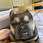 Dog, Carnivore, Bulldog, Dog breed, Comfort, Ear, Whiskers, Companion dog, Fawn, Wrinkle, Toy Dog, Working Animal, Snout, Terrestrial Animal, Canidae, French Bulldog, Molosser, Pug, Puppy