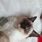 Cat, Small To Medium-sized Cats, Birman, Felidae, Balinese, Himalayan, Siamese, Ragdoll, Whiskers, Thai, Carnivore, Domestic Long-haired Cat, Tonkinese, Colorpoint Shorthair, Furry friends, Fawn, Javanese, Snowshoe, Burmese