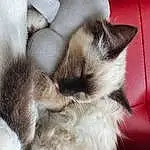Cat, Small To Medium-sized Cats, Felidae, Birman, Balinese, Whiskers, Skin, Ragdoll, Carnivore, Siamese, Thai, Nap, Furry friends, Tonkinese, Himalayan, Snout, Paw, Claw, Kitten