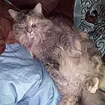 Cat, Felidae, Comfort, Carnivore, Small To Medium-sized Cats, Whiskers, Iris, Grey, Lap, Tail, Bed, Furry friends, Domestic Short-haired Cat, Paw, Claw, Nap, British Longhair, Sleep