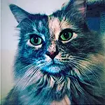 Cat, Felidae, Carnivore, Small To Medium-sized Cats, Whiskers, Rectangle, Painting, Art, Technology, Snout, Beauty, Electric Blue, Paint, Illustration, Domestic Short-haired Cat, Furry friends, Visual Arts, Square, Drawing, Graphics