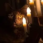Cat, Candle, Carnivore, Ear, Wax, Felidae, Small To Medium-sized Cats, Facial Hair, Tints And Shades, Candle Holder, Whiskers, Lamp, Darkness, Wood, Domestic Short-haired Cat, Black cats, Event, Fire, Furry friends, Midnight