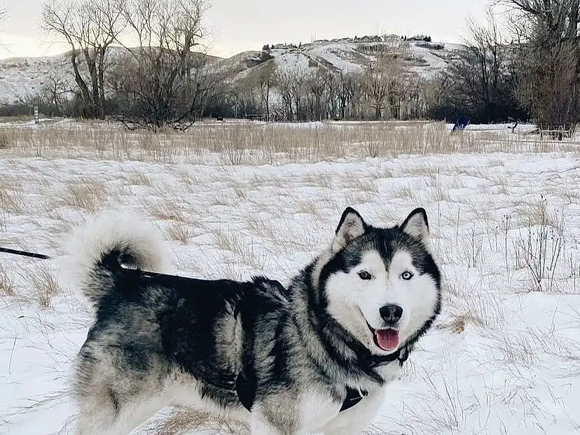 Dog, Snow, Carnivore, Dog breed, Sky, Tree, Plant, Sled Dog, Freezing, Winter, Siberian Husky, Recreation, Canidae, Working Dog, Working Animal, Ancient Dog Breeds, Canis, Furry friends
