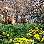Flower, Plant, Dog, Plant Community, Nature, Dog breed, People In Nature, Carnivore, Grass, Natural Landscape, Fawn, Companion dog, Groundcover, Meadow, Shrub, Grassland, Tree, Landscape, Herbaceous Plant