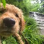 Water, Dog, Plant, Dog breed, Carnivore, Waterfall, Companion dog, Fawn, Whiskers, Grass, Terrestrial Animal, Working Animal, Tree, Snout, Terrier, Natural Landscape, Spring, Furry friends, Chute, Airedale Terrier
