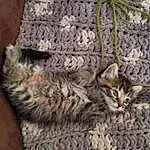 Cat, Small To Medium-sized Cats, Felidae, Dragon Li, Tabby cat, Pixie-bob, Furry friends, European Shorthair, Whiskers, Carnivore, Domestic Short-haired Cat, Textile, Bengal, Kitten, Asian dog, Toyger, Knitting, American Shorthair, Egyptian Mau