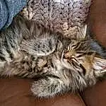 Cat, Small To Medium-sized Cats, Felidae, Dragon Li, Tabby cat, Furry friends, European Shorthair, Whiskers, Pixie-bob, Carnivore, American Shorthair, Domestic Short-haired Cat, Kitten, Egyptian Mau, Californian Spangled, Snout, Wild cat, Asian dog, Nap