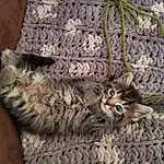 Cat, Small To Medium-sized Cats, Felidae, Tabby cat, Furry friends, Pixie-bob, Dragon Li, European Shorthair, Wild cat, Whiskers, Maine Coon, Carnivore, Textile, Norwegian Forest Cat, Kitten, Toyger, Bengal, Crochet, Domestic Short-haired Cat, Knitting