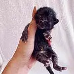 Cat, Small To Medium-sized Cats, Felidae, Puppy, Skin, Kitten, Carnivore, Black cats, Canidae, Norwegian Forest Cat, Yorkipoo, Claw, Hand, Dog breed, Affenpinscher, Maine Coon, Schnoodle