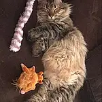 Cat, Maine Coon, Whiskers, Dragon Li, Kitten, Norwegian Forest Cat, Domestic short-haired cat, Pixie Bob, Claw