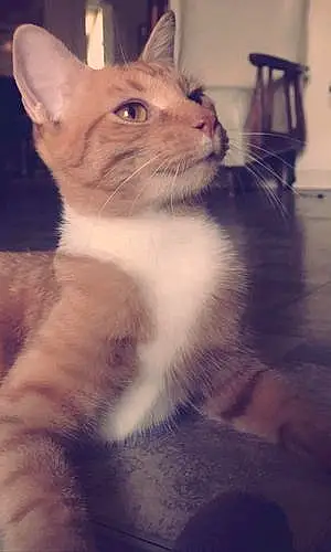 Name American Shorthair Cat Carrot