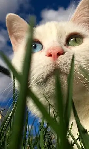 Turkish Angora Cat Fetty Wap