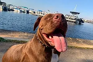 Name Pitt Bull Terrier Dog Kratos