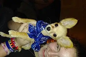 Name Chihuahua Dog Abel