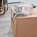 Cat, Felidae, Grey, Fawn, Small To Medium-sized Cats, Carnivore, Whiskers, Cabinetry, Wood, Drawer, Domestic Short-haired Cat, Room, Tail, Furry friends, Packing Materials, Shipping Box, Plant, Carton, Cardboard, Shelf