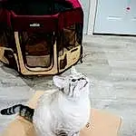 White, Cat, Felidae, Carnivore, Automotive Design, Small To Medium-sized Cats, Whiskers, Luggage And Bags, Companion dog, Bag, Backpack, Vehicle, Tail, Box, Furry friends, Room, Canidae, Suitcase