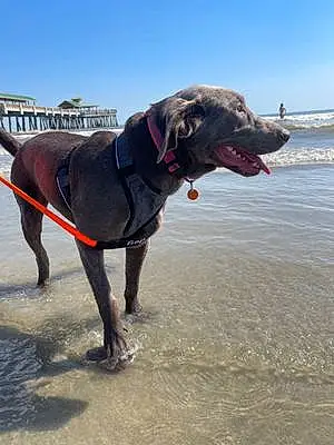 Beach Labrador Retriever Dog Mabel