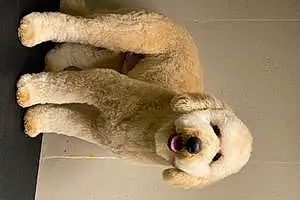 Name Goldendoodle Dog Winston