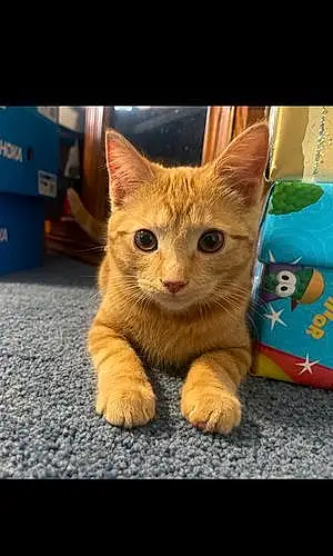 Name American Shorthair Cat Cinnamon