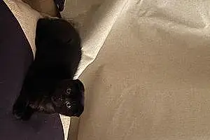 Scottish Fold Cat Bruno