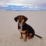 Sky, Dog, Cloud, Carnivore, Azure, Beach, Dog breed, Fawn, Companion dog, Hound, Landscape, Collar, Horizon, Sand, Winter, Scent Hound, Ocean, Fun, Canidae