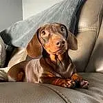 Brown, Dog, Dog breed, Carnivore, Liver, Working Animal, Fawn, Companion dog, Snout, Whiskers, Comfort, Canidae, Hound, Terrestrial Animal, Scent Hound, Hunting Dog, Gun Dog