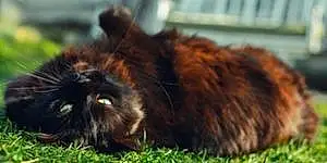 Name Oriental Longhair Cat Elvira