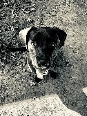 Name Labrador Retriever Dog Bennett