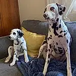 Dog, Dalmatian, Dog breed, Couch, Carnivore, Grey, Picture Frame, Companion dog, Fawn, Comfort, Working Animal, Snout, Dog Supply, Canidae, Great Dane, Terrestrial Animal, Sitting, Toy Dog, Paw