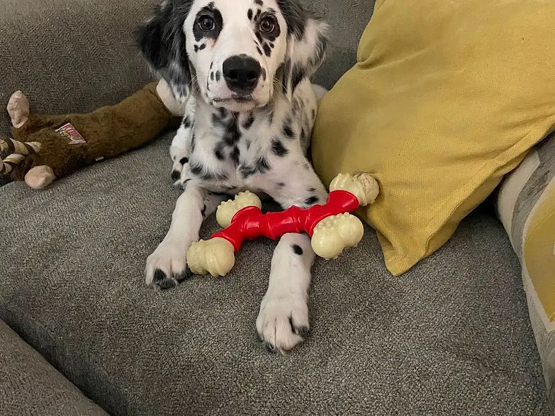 Dog, Dalmatian, Comfort, Couch, Carnivore, Textile, Dog breed, Toy, Grey, Fawn, Companion dog, Felidae, Remote Control, Snout, Dog Supply, Working Animal, Paw, Linens, Whiskers