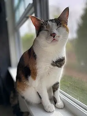 American Shorthair Cat Freya