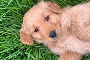 Name Golden Retriever Dog Oliver