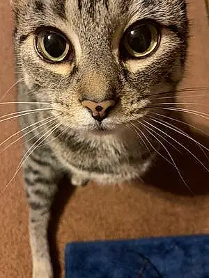 Name American Shorthair Cat Kitten
