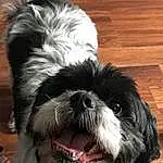 Head, Dog, Eyes, Dog breed, Carnivore, Liver, Companion dog, Shih Tzu, Toy Dog, Snout, Water Dog, Wood, Working Animal, Hardwood, Furry friends, Wood Stain, Small Terrier, Terrier, Shih-poo