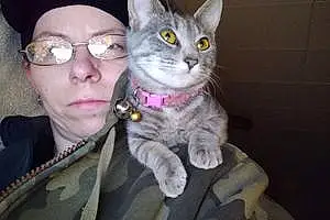 Name American Shorthair Cat Jewel