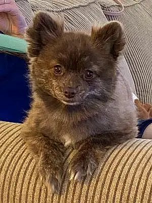 Pomeranian Dog Cocoa