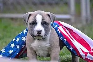 Name American Bully Dog Huey
